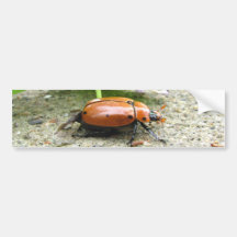 Grapevine Beetle ~ bumper Bumper Stickers