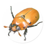 Grapevine Beetle ~ sticker