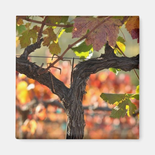 Grapevine in Autumn Fall Fridge Magnets