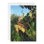 Grapevine, Tuscany, Italy invitations