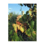 Grapevine, Tuscany, Italy Postcards