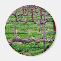 Grapevines at Winery Magnets