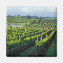 Grapevines in neat rows in California's Napa Refrigerator Magnets