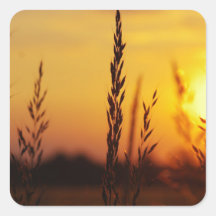 Gräser im Sonnenuntergang Sticker