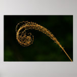 Grass Close up poster!