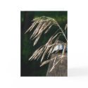 Grass Gone To Seed cards