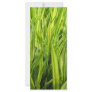 grass rack card template