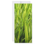 grass rack cards