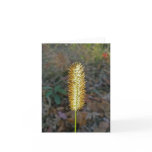 Grass Seedhead Note Card