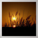 Grass Silhouette posters