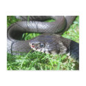 Grass snake postcard
