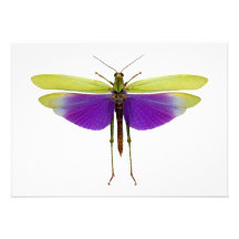 Grasshopper Caelifères Locust Titanacris Albipes Personalized Invite