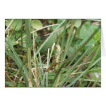 Grasshopper Camouflage Greeting Card