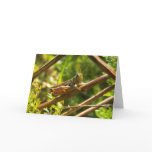 Grasshopper - Greeting / note card