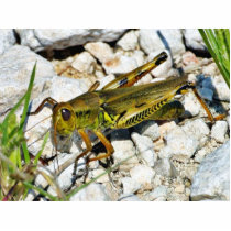 Grasshopper Insect Acrylic Cut Out