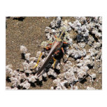 Grasshopper, Isla Bartolome, Galapagos Postcard