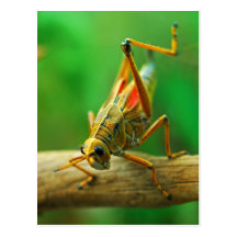 Grasshopper Postcard
