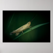 Grasshopper Print