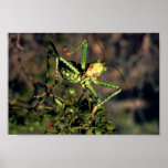 Grasshopper Poster