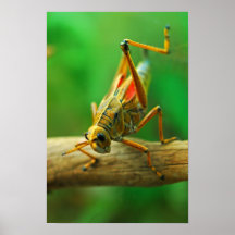 Grasshopper Print