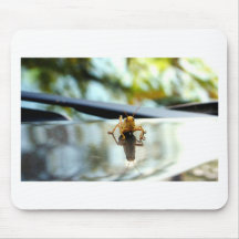 grasshopper stand off mousepads