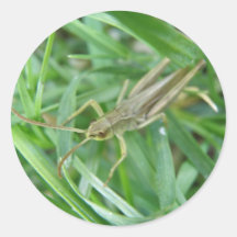 Grasshopper Sticker