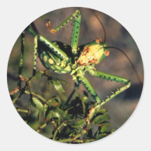 Grasshopper Stickers