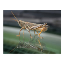 Grasshopperly Reflections Postcard postcards
