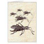 Grasshoppers / Crickets Customisable Background cards