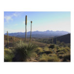 GrassTrees Flinders Ranges Postcard