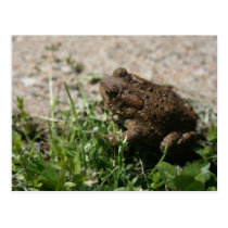 Grassy Frog postcards