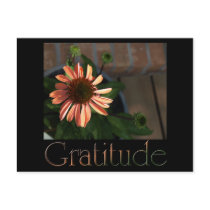 Gratitude 3