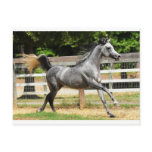 Gray Arabian Stallion Postcards