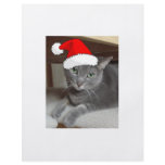 Gray Cat Custom Flyer