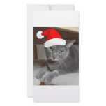 Gray Cat Personalized Photo Card