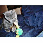 Gray Playing Cat At Home Cut Outs