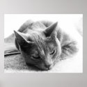 Grayscale Cat posters