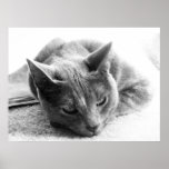 Grayscale Cat posters