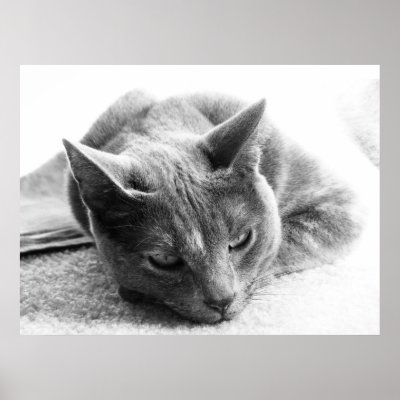 Grayscale Cat Print by iiiyaaa