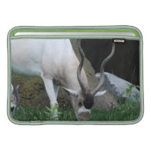 Grazing Addax 11" MacBook Sleeve