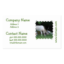 Grazing Addax Business Cards