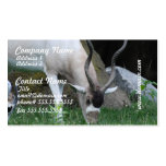 Grazing Addax Business Cards