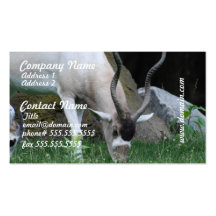 Grazing Addax Business Cards