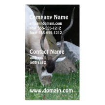 Grazing Addax Business Cards