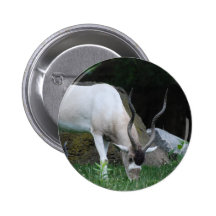 Grazing Addax Button
