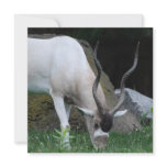 Grazing Addax Invitations