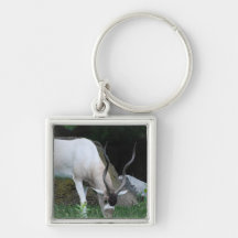 Grazing Addax Keychain