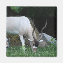 Grazing Addax Magnet