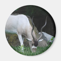 Grazing Addax Magnet