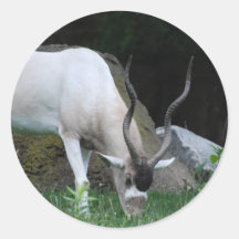 Grazing Addax Stickers